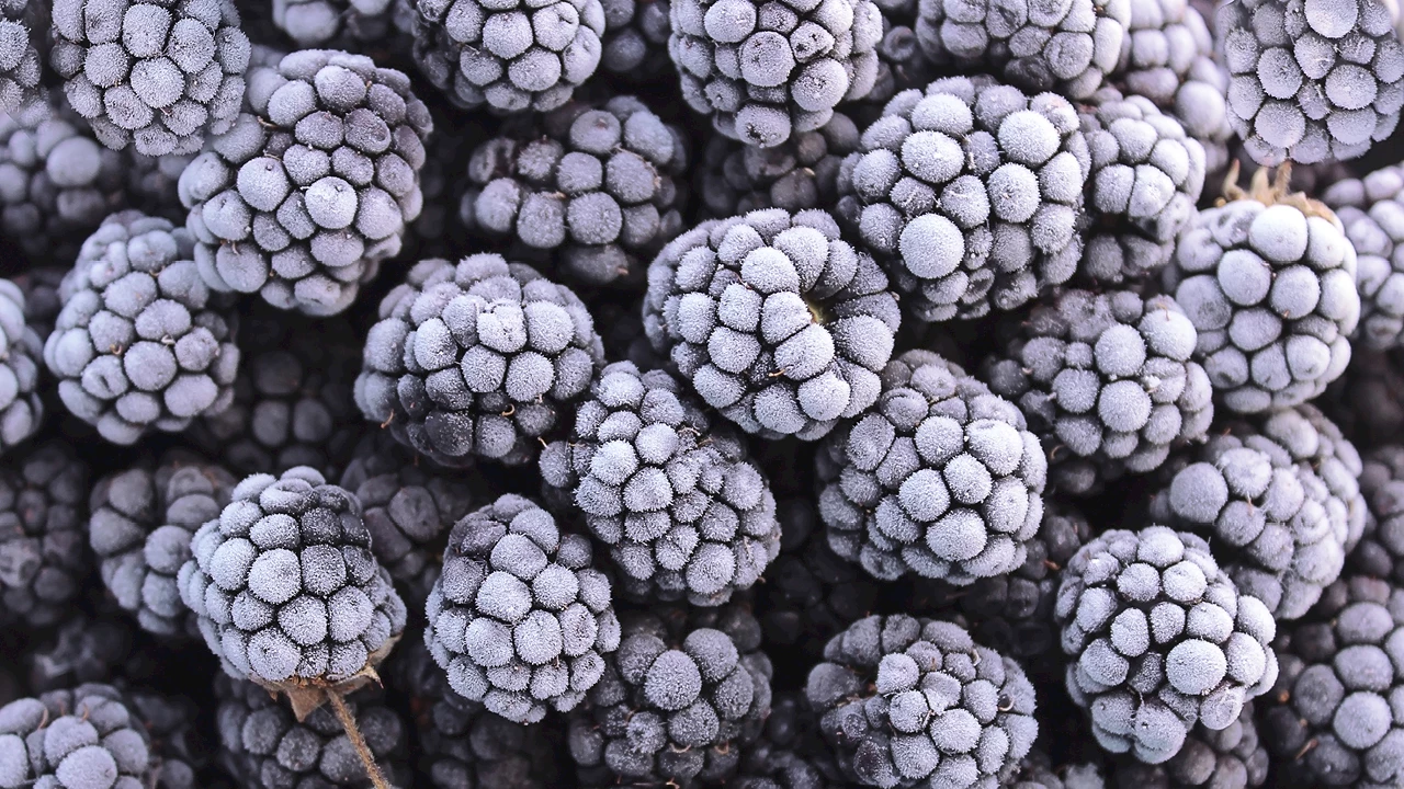 Brombeeren (konventionell - biologisch)
